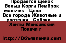 Продается щенок Вельш Корги Пемброк мальчик › Цена ­ 65 000 - Все города Животные и растения » Собаки   . Ханты-Мансийский,Покачи г.